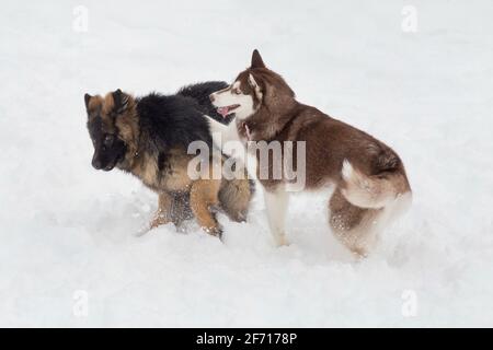 Carino cucciolo di Husky siberiano e cucciolo di cane da pastore tedesco giocano su una neve bianca nel parco invernale. Animali domestici. Cane purebred. Foto Stock