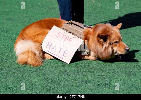 New York, Stati Uniti. 03 Apr 2021. NEW YORK, NY - 3 APRILE: Un segno su un cane che recita 'stop Asian Hate' visto in un rally contro l'odio a Columbus Park nel quartiere Chinatown di Manhattan il 3 aprile 2021 a New York City. Un raduno per la solidarietà è stato organizzato in risposta ad un aumento dei crimini di odio contro la comunità asiatica dall'inizio della pandemia del coronavirus (COVID-19) nel 2020. Il 16 marzo ad Atlanta, in Georgia, un uomo è andato a sparare in tre spa che hanno lasciato otto persone morte, tra cui sei donne asiatiche. Credit: Ron Adar/Alamy Live News Foto Stock