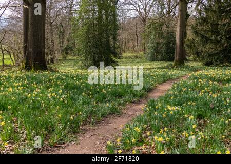 Wild Daffodils vicino Kempley Daffodil Way Foto Stock