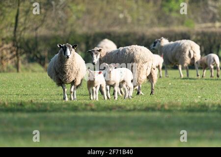 Agnelli nati nuovi e loro madri Pasqua, Primavera, in un campo Foto Stock