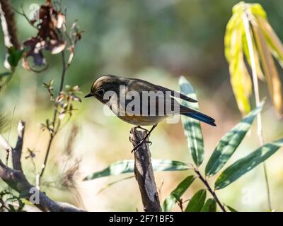 Una Bluetail femmina fiancheggiata da rosso, Tarsiger cyanurus, si trova su un ramo di un piccolo cespuglio in un piccolo parco vicino a Yokohama, Giappone. Foto Stock