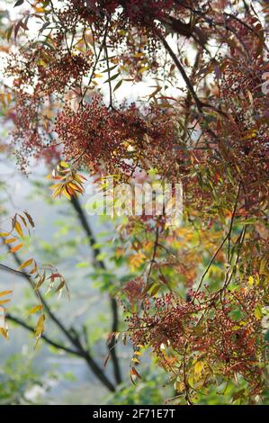 Tempio Longquan, Shijiazhuang, Cina Foto Stock