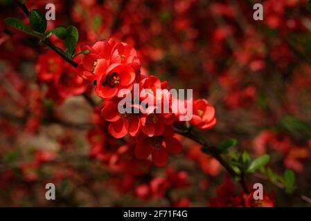 Chaenomeles japonica, fiori rossi di mela cotogna giapponese o mela cotogna di Maule Foto Stock
