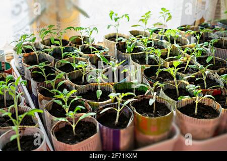 Piantine di pomodori e peperoni in tazze di carta fatte a mano da vecchi giornali su finestra, crescita e sviluppo di piante, verdure in crescita, eco con Foto Stock