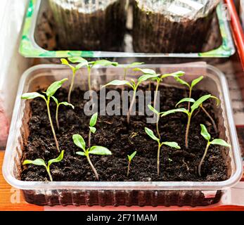 Piantine di pomodori e pepe sulla finestra, crescita e sviluppo di piante, ortaggi, giardinaggio biologico, germogli Foto Stock