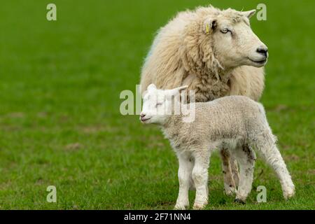 Pecora con agnello neonato. Primo piano di un Ewe o di una pecora femminile con il suo giovane agnello, in pascoli verdi. Il piccolo agnello sta rimanendo vicino a sua madre Foto Stock