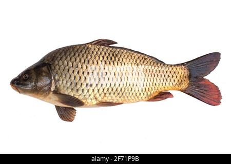 carpa grande isolata su sfondo bianco. Foto Stock