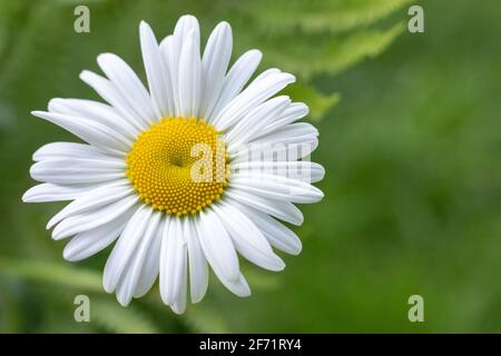 Camomilla campo fiori bordo. Bella scena della natura con camomille mediche fiorenti in luce solare Foto Stock