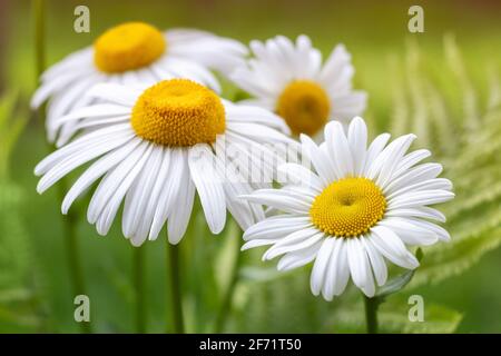 Camomilla campo fiori bordo. Bella scena della natura con camomille mediche fiorenti in luce solare Foto Stock