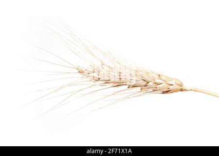 Spikelets di grano. Isolato su sfondo bianco. Foto Stock