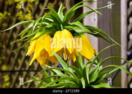 Fritillaria imperialista 'Maxima Lutea' Foto Stock