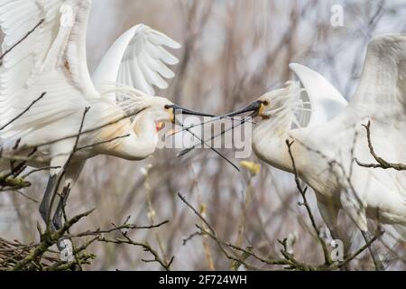 Due spatole eurasiatiche (Platalea leucorodia) si combattono a vicenda. Fotografato nei Paesi Bassi. Foto Stock