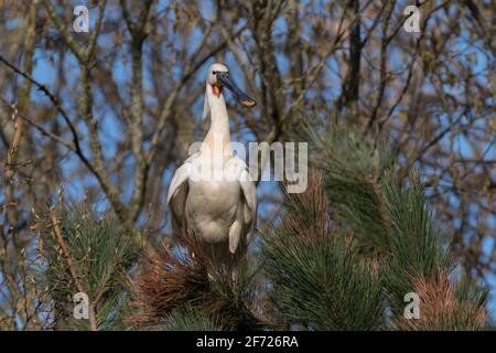 Spatola eurasiatica (Platalea leucorodia) in piedi nell'albero. Fotografato nei Paesi Bassi. Foto Stock