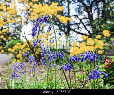 I Bluebells inglesi sono nativi dell'Inghilterra crescono su un solo lato del gambo. Cresce nei giardini formali del Mount Edgcumbe Park, a sud-est della Cornovaglia Foto Stock