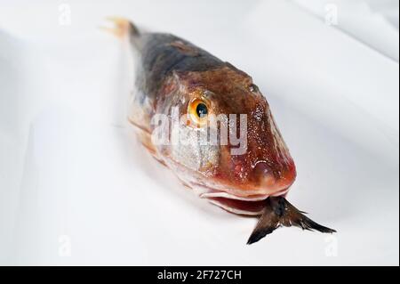 Vasca Gurnard Fish Foto Stock