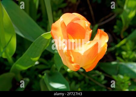 Tulipano luminoso e vivace rosso aperto e arancione contro il fogliame verde. Foto Stock