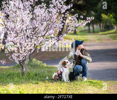 La fioritura di sakura della molla porta la speranza per la fine del covid ad una ragazza ed al suo cane. La giovane ragazza sta togliendo la sua maschera facciale mentre squatting vicino alla fioritura dei ciliegi. Foto Stock