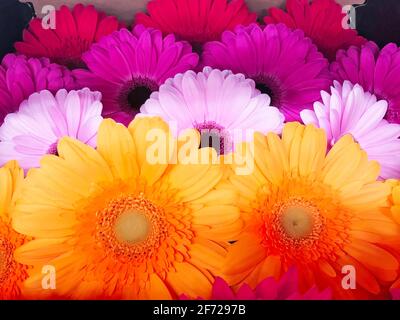 Gerbere di varie varietà e colori, vista ravvicinata Foto Stock