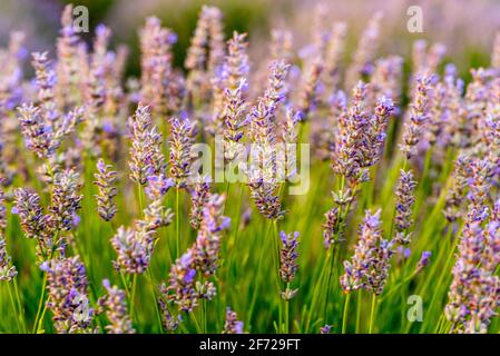 Coloratissimi fiori di primavera Foto Stock