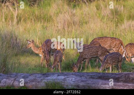 Mandria spotted Deer - fotografata nel Parco Nazionale di Nagarhole (India) Foto Stock