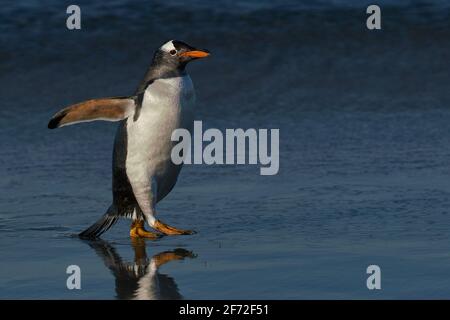 I pinguini di Gentoo (Pygoscelis papua) venuta a terra dopo la poppata in mare il Sea Lion Island nelle isole Falkland. Foto Stock