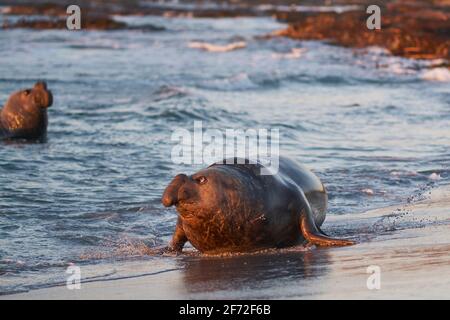 La foca maschile dell'Elefante Meridionale (Mirounga leonina) tiene d'occhio un rivale mentre si avvicina ad un gruppo di femmine dal mare. Foto Stock