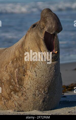 Maschio di elefante meridionale di tenuta (Mirounga leonina) con la bocca aperta e ruggente durante la stagione della riproduzione su Sea Lion Island nelle isole Falkland. Foto Stock