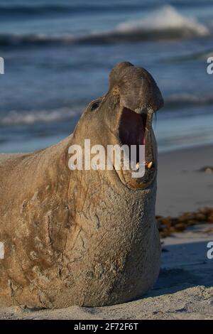 Maschio di elefante meridionale di tenuta (Mirounga leonina) con la bocca aperta e ruggente durante la stagione della riproduzione su Sea Lion Island nelle isole Falkland. Foto Stock