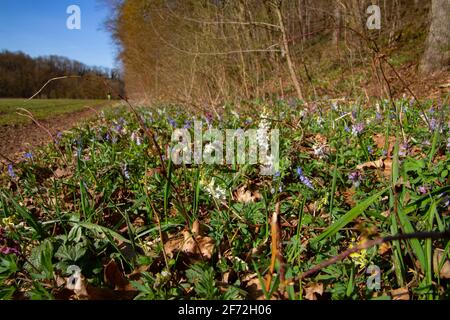 Prateria primaverile della foresta con corydalis cava in fiore Foto Stock