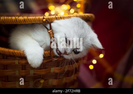 Gattino inglese carino d'argento sguilla da un cesto di vimini. Sullo sfondo c'è una plaid a scacchi e luci di garland. Foto Stock