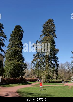 Un paio di alti alberi di sequoie, Dumfries House estate , Cumnock, Scozia Foto Stock