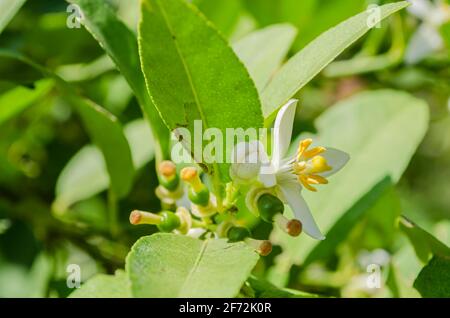 Giovane lime frutta e fiore Foto Stock