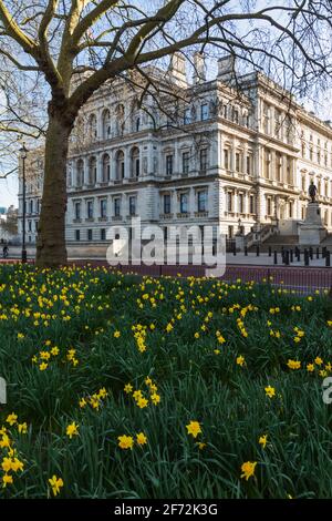 Inghilterra, Londra, Westminster, Whitehall, St.James's Park e ufficio straniero e del Commonwealth con Daffodils in primavera Foto Stock