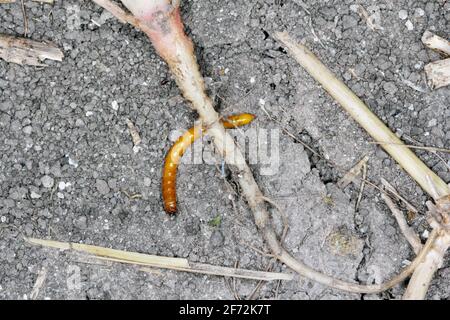 Wireworms - larve di Agriotes una specie di scarabeo della famiglia degli Elateridae. È comunemente conosciuto come il coleottero dello scatto allineato Foto Stock