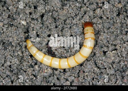 Wireworms - larve di Agriotes una specie di scarabeo della famiglia degli Elateridae. È comunemente conosciuto come il coleottero dello scatto allineato Foto Stock