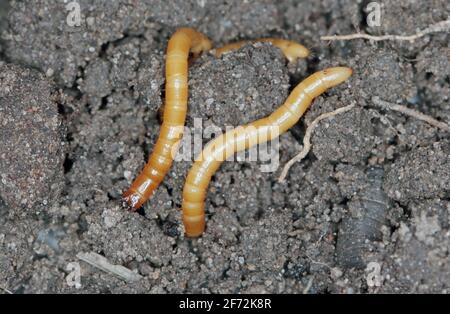 Wireworms - larve di Agriotes una specie di scarabeo della famiglia degli Elateridae. È comunemente conosciuto come il coleottero dello scatto allineato Foto Stock