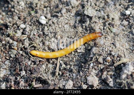 Wireworms - larve di Agriotes una specie di scarabeo della famiglia degli Elateridae. È comunemente conosciuto come il coleottero dello scatto allineato Foto Stock