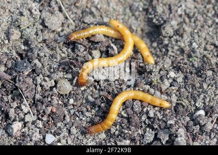 Wireworms - larve di Agriotes una specie di scarabeo della famiglia degli Elateridae. È comunemente conosciuto come il coleottero dello scatto allineato Foto Stock