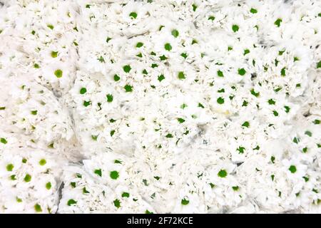 Crisantemi bianchi con bouquet di cuore di inflorescenze verdi da vicino Foto Stock