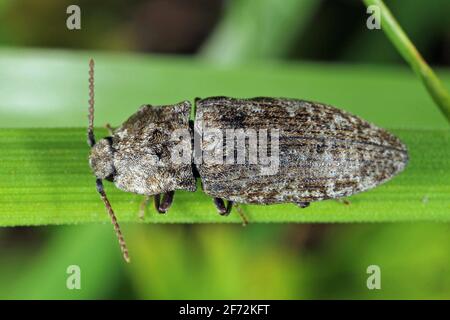 La famiglia degli Elateridae è una specie della famiglia degli Elateridae. È comunemente conosciuto come il coleottero dello scatto allineato. Terreno-abitazione e radice-mangiare Foto Stock