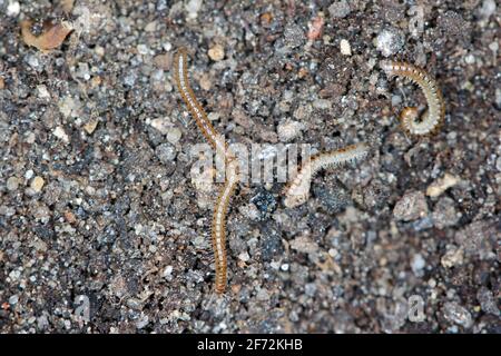 La millipedina del serpente è una specie di millipedo della famiglia dei Blaniulidae. Questo verme che vive nel suolo. Foto Stock