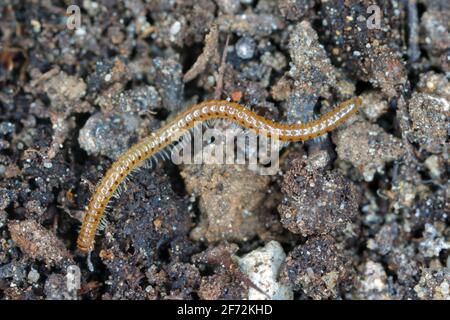 La millipedina del serpente è una specie di millipedo della famiglia dei Blaniulidae. Questo verme che vive nel suolo. Foto Stock