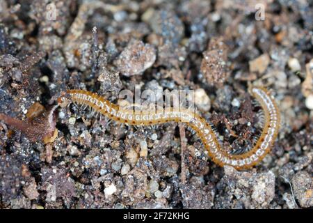 La millipedina del serpente è una specie di millipedo della famiglia dei Blaniulidae. Questo verme che vive nel suolo. Foto Stock