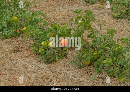 Pomodori maturi nel giardino di irrigazione di gocciolamento Foto Stock