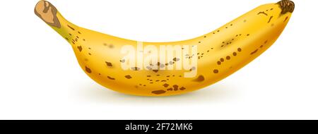 Banana marrone realistica isolata su sfondo bianco. Frutta tropicale. Illustrazione vettoriale realistica Illustrazione Vettoriale