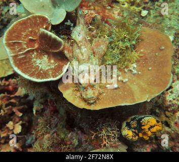 Pesce scorpione ben camuffato sdraiato sul corallo Foto Stock