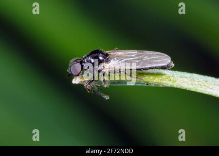 Bibio marci è una mosca della famiglia Bionidae chiamata mosche di marzo e lovebugs. Le larve di questi insetti vivono nel suolo e le radici delle piante danneggiate. Foto Stock