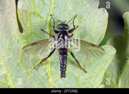 Bibio marci è una mosca della famiglia Bionidae chiamata mosche di marzo e lovebugs. Le larve di questi insetti vivono nel suolo e le radici delle piante danneggiate. Foto Stock