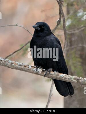 Raven uccello appollaiato su un ramo di albero con sfondo di foresta sfocata che mostra piumaggio nero piuma nel suo ambiente e habitat. Foto d'archivio di Raven. Foto Stock