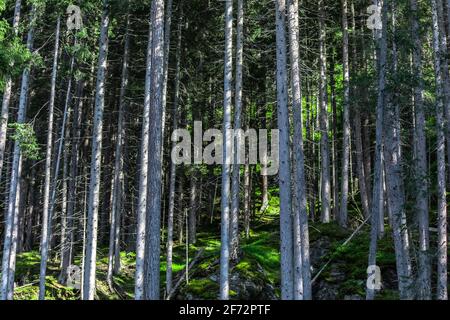 Foresta di tronchi d'albero in Tirolo, Austria Foto Stock